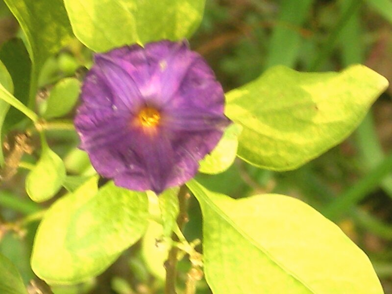 purple flower with green leaves