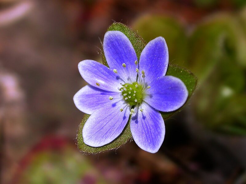 Purple Flower with Green Leaves — Blue