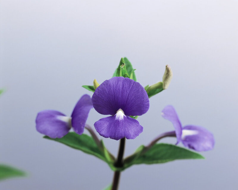 Purple Flower with Green Leaves — Calm, Photograph, Bud
