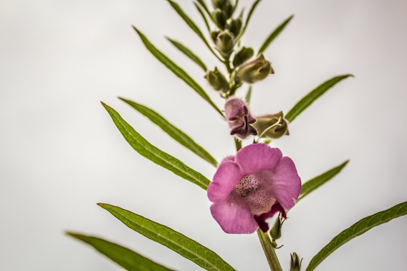 Purple Flower with Green Leaves — Calm, Photograph, Buds, White