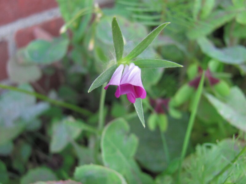 Purple Flower with Green Leaves — Calm, Photograph, Green Leaves