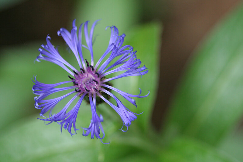 Purple Flower with Green Leaves — Calm, Photograph