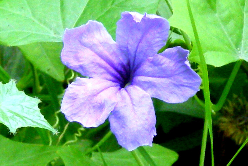Purple Flower with Green Leaves — Calm