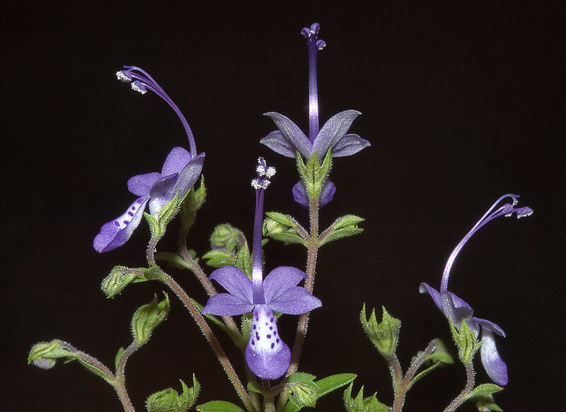 Purple Flower with Green Leaves — Dramatic