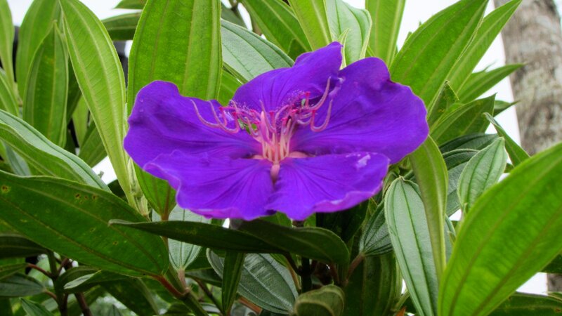 Purple Flower with Green Leaves — Natural, Afternoon, Photograph, Tree Trunk