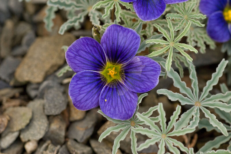 Purple Flower with Green Leaves — Natural, Photograph, Rocks