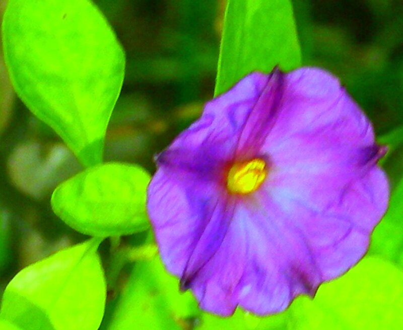 Purple Flower with Green Leaves — Natural, Photograph