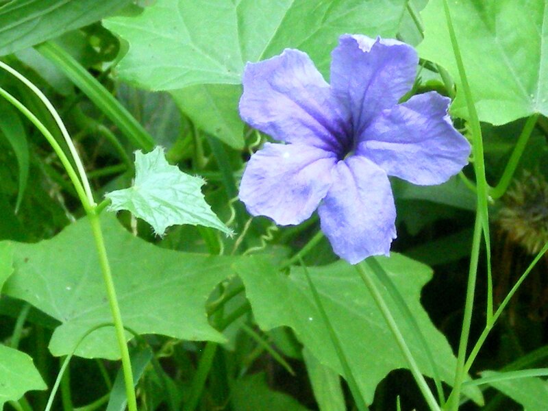 Purple Flower with Green Leaves — Natural, Photograph, Vine