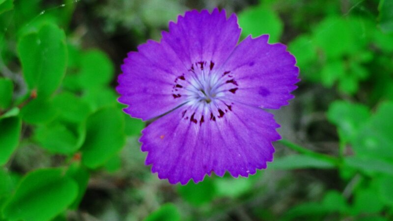 Purple Flower with Green Leaves — Natural, Spring