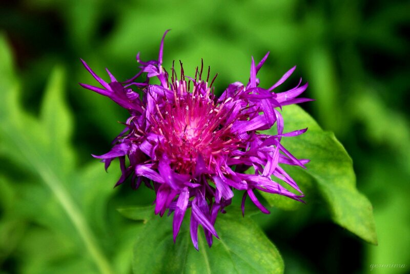 Purple Flower with Green Leaves — Natural, Summer
