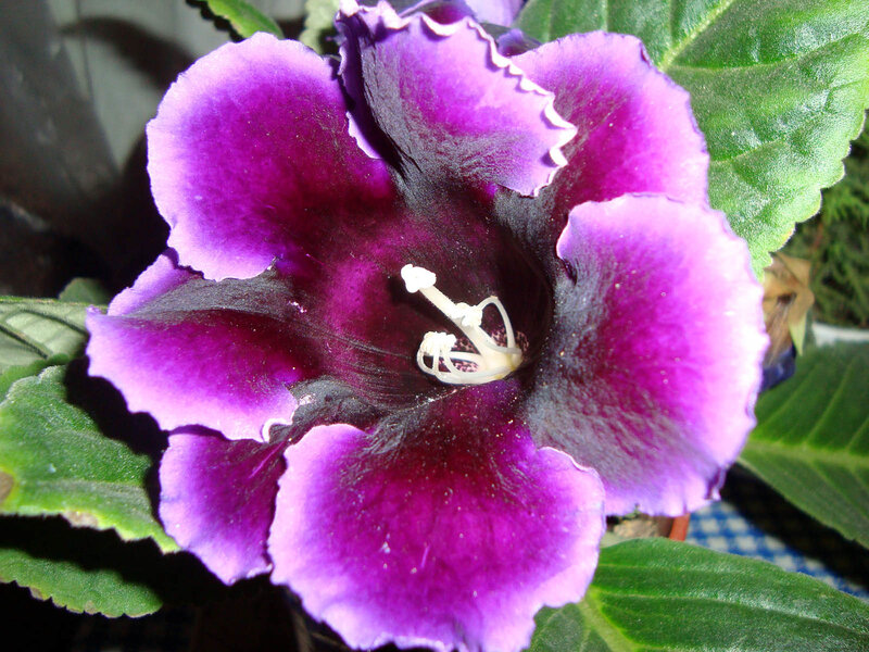 Purple Flower with Green Leaves — Natural