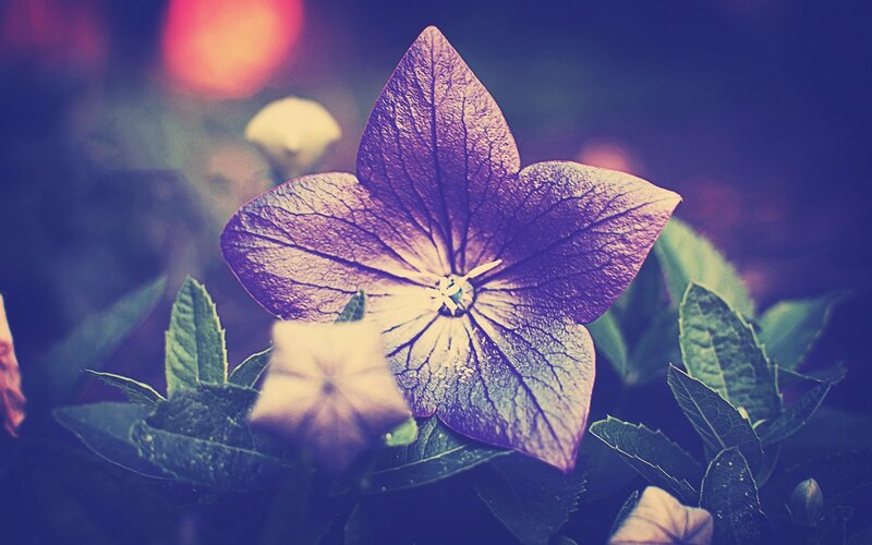 Purple Flower with Green Leaves — Serene, Photograph, Bloom