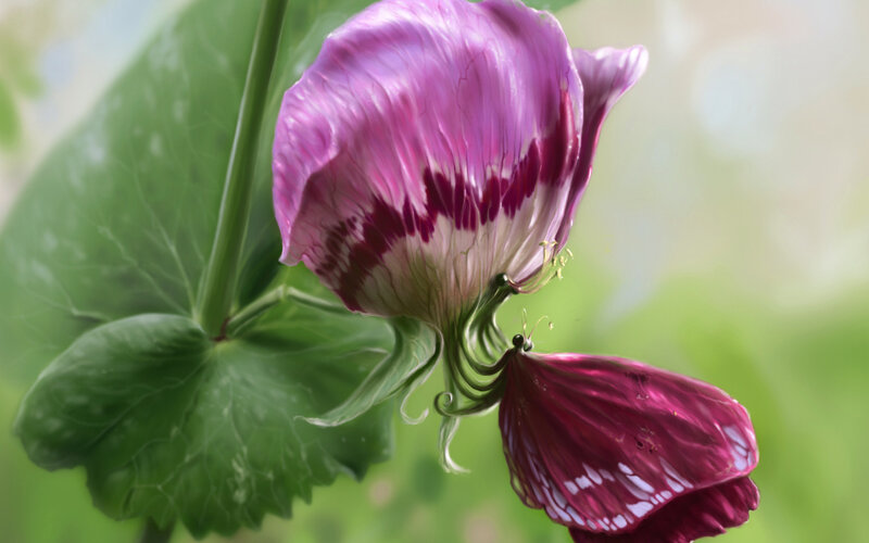 Purple Flower with Green Leaves — Serene, Spring
