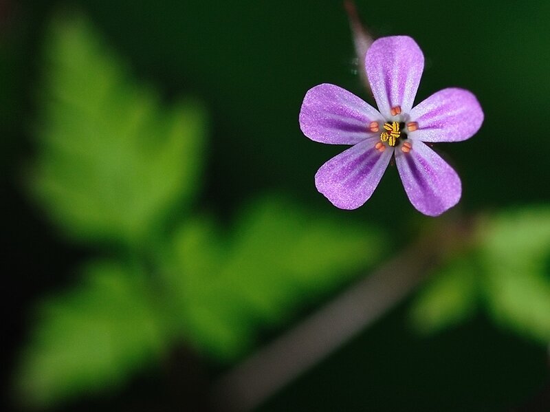 Purple Flower with Green Leaves — Serene
