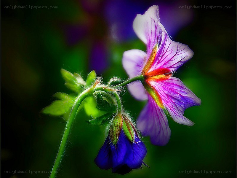 Purple flower with green stem