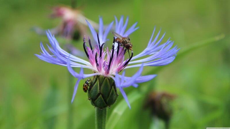 Purple Flower with Insects — Calm