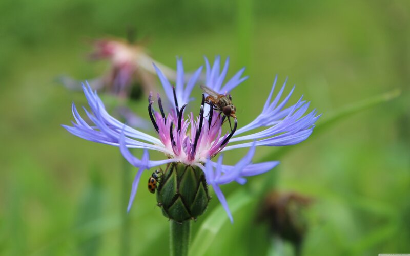 Purple Flower with Insects