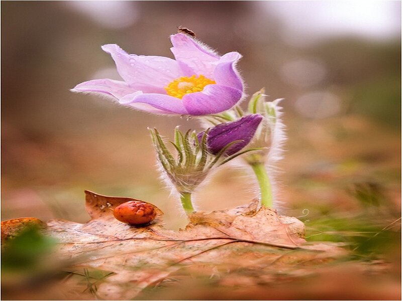 Purple Flower with Ladybug