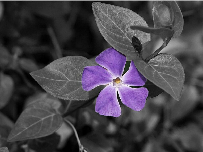 Purple Flower with Leaves — Calm