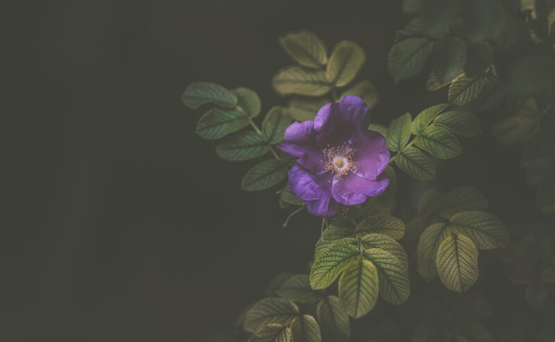 Purple Flower with Leaves — Serene