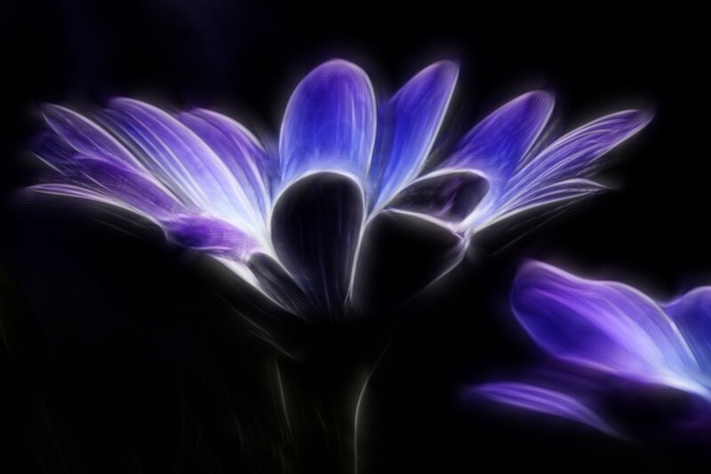 Purple Flower with Light Effect