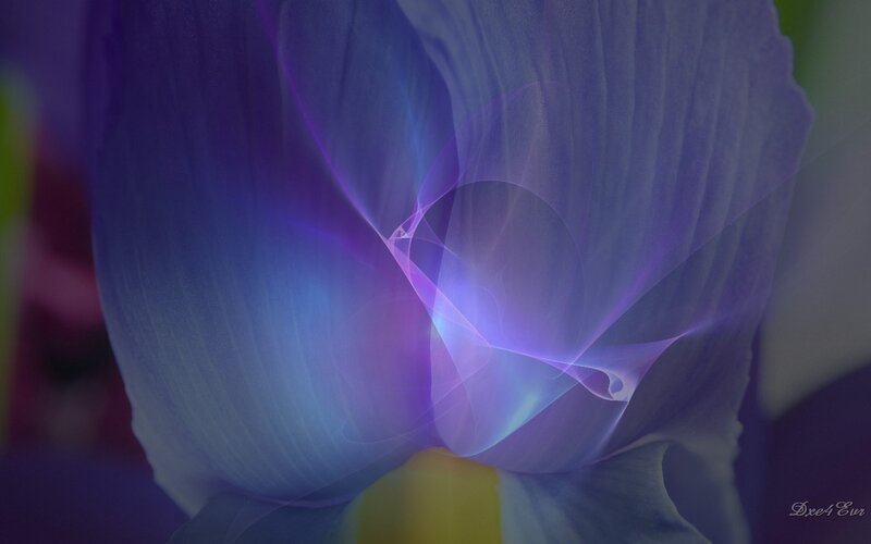 purple flower with light effects