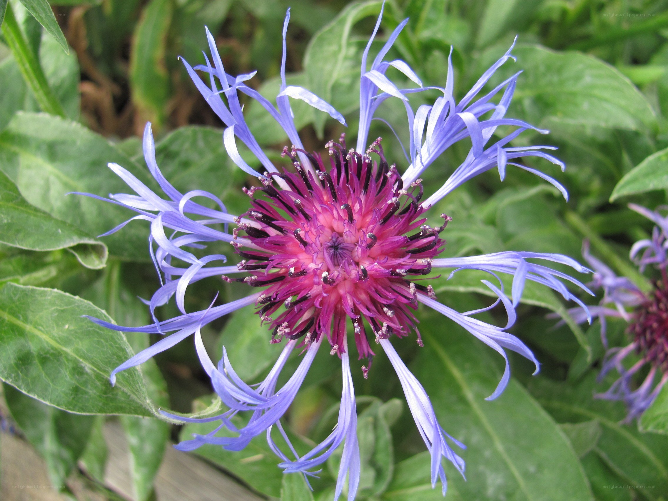purple flower with long petals