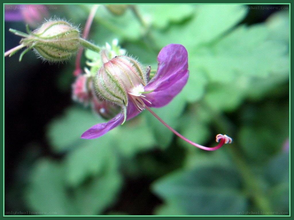purple flower with long stamen