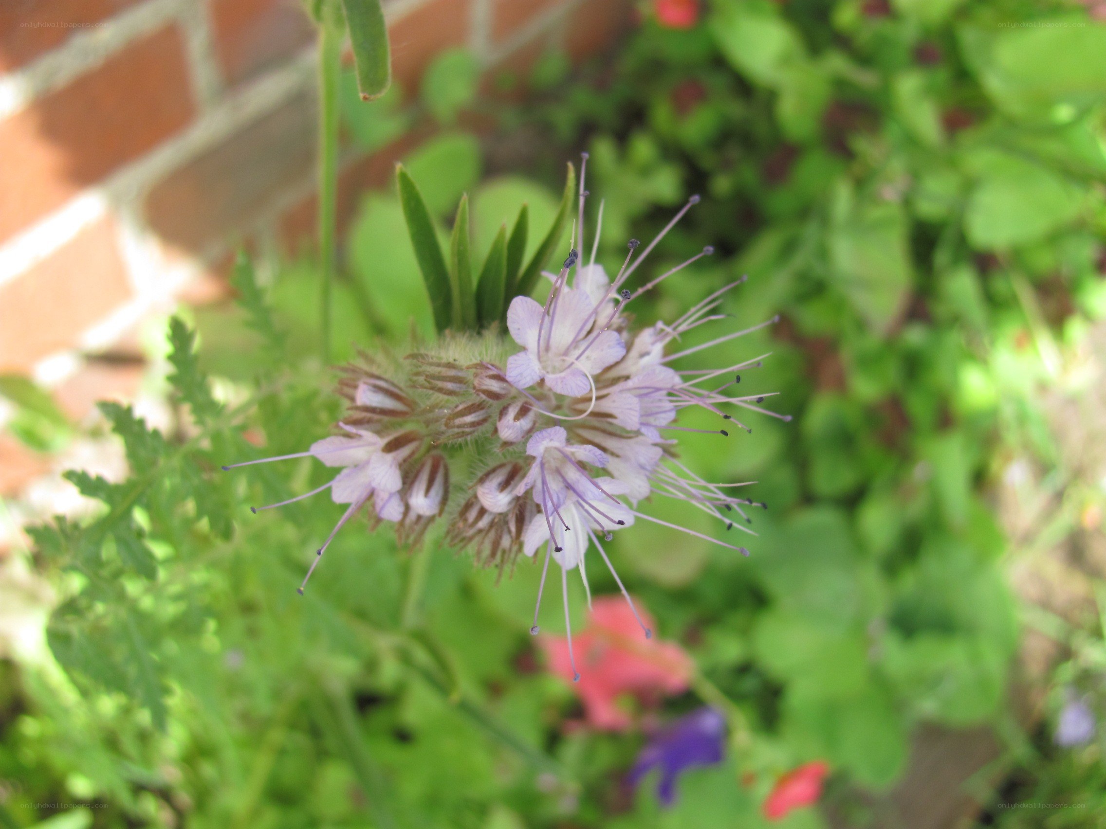 purple flower with long stamens
