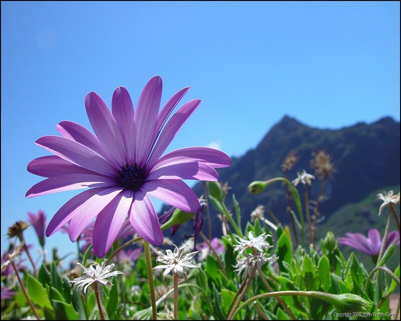 Purple flower with mountain backdrop
