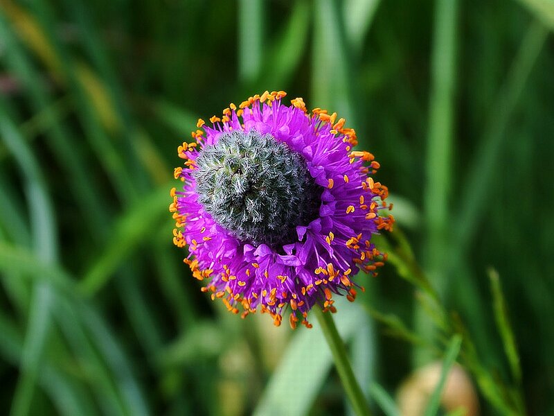 Purple Flower with Orange Stamens