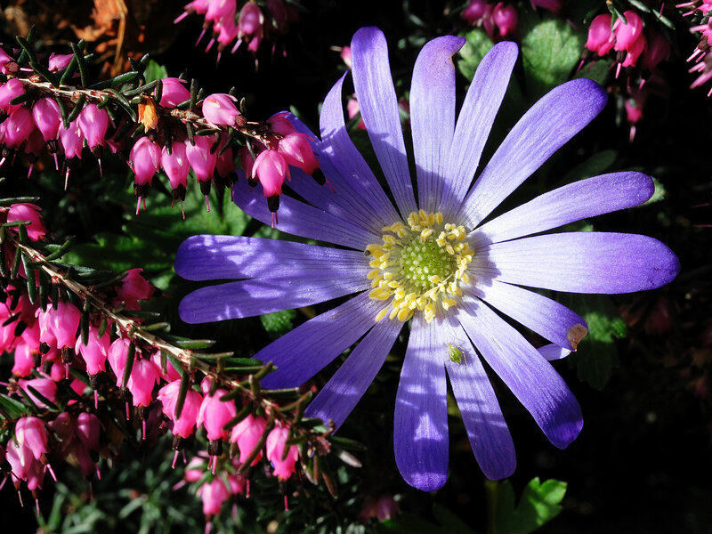 Purple Flower with Pink Blossoms