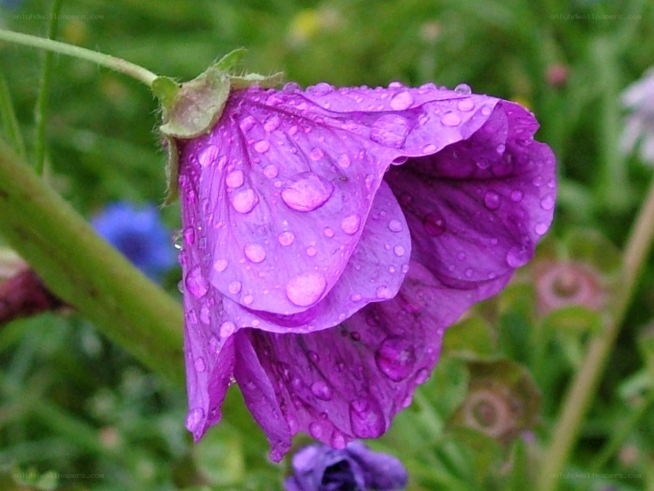 purple flower with raindrops