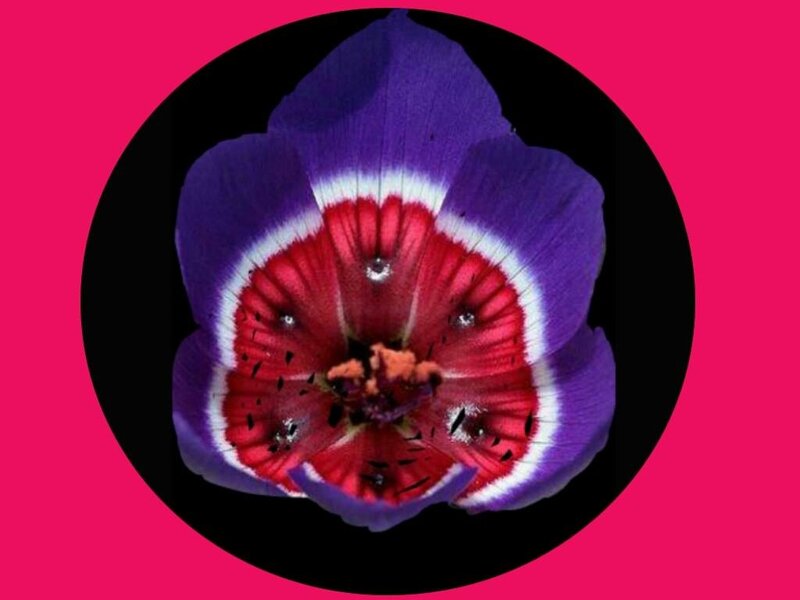 Purple Flower with Red Center — Vibrant