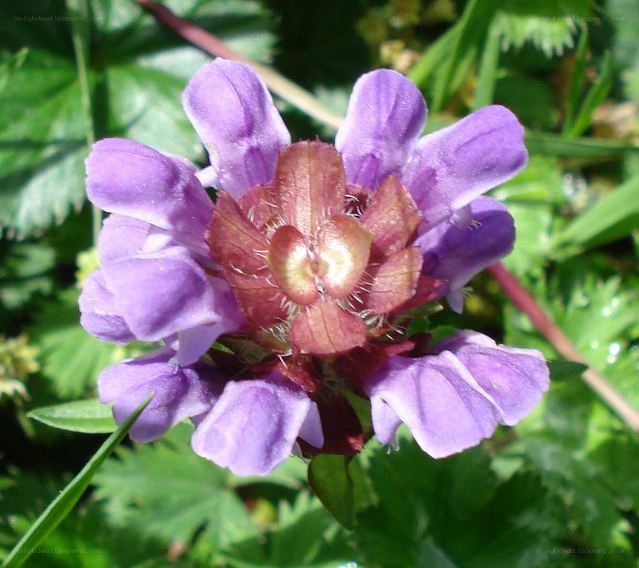 purple flower with red center