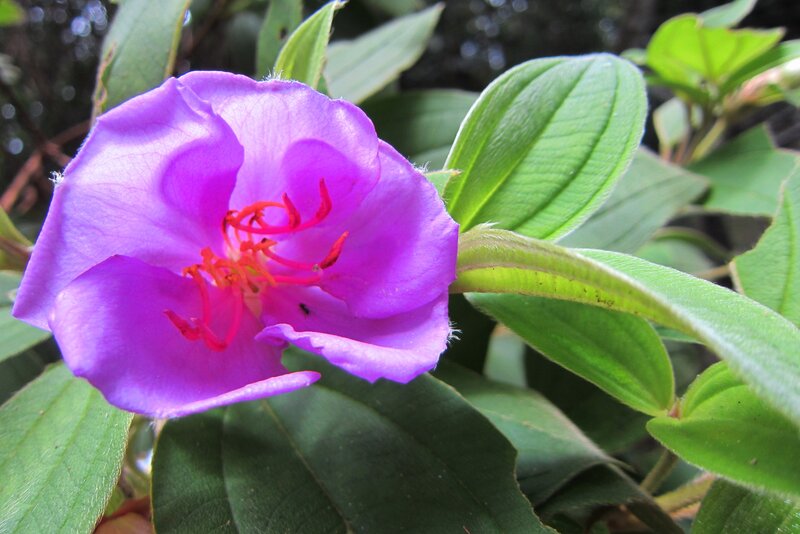 Purple Flower with Red Stamen