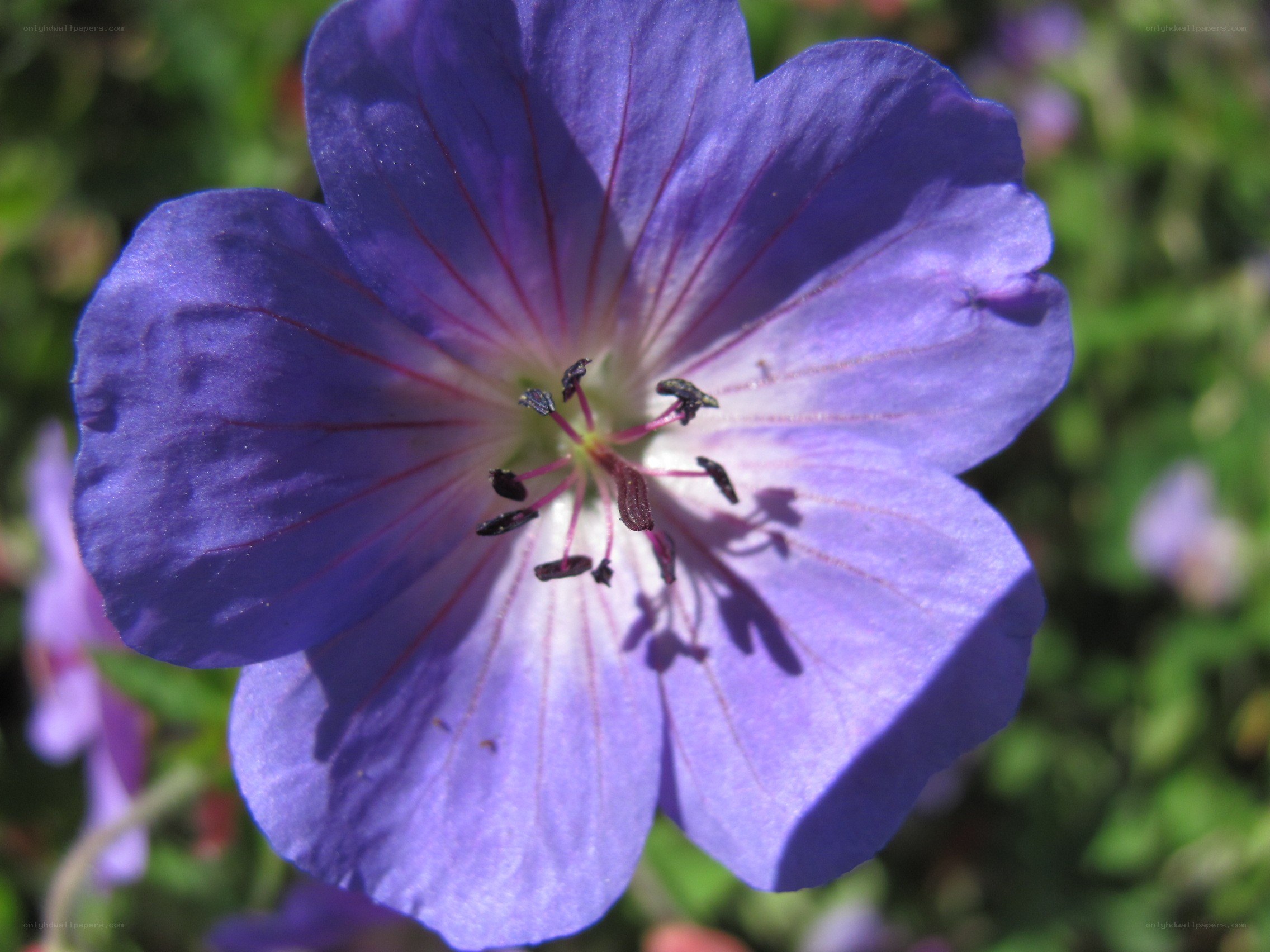 purple flower with red veins