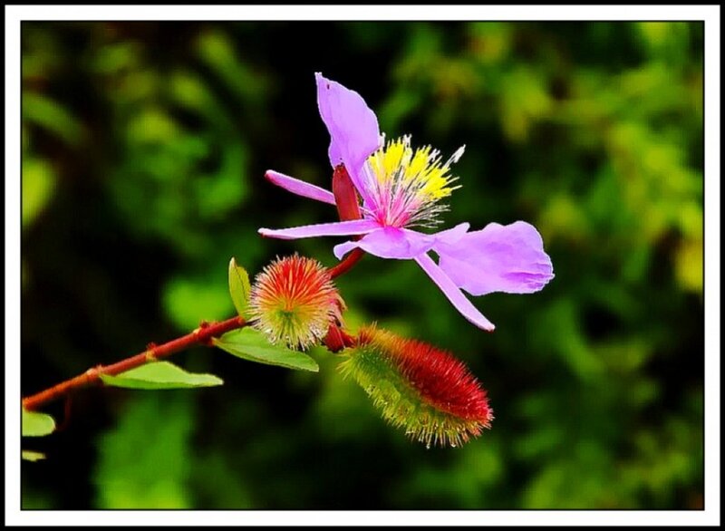 Purple Flower with Seed Pods