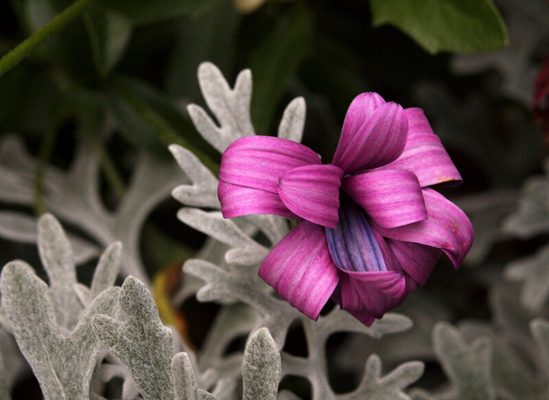 Purple flower with silver leaves