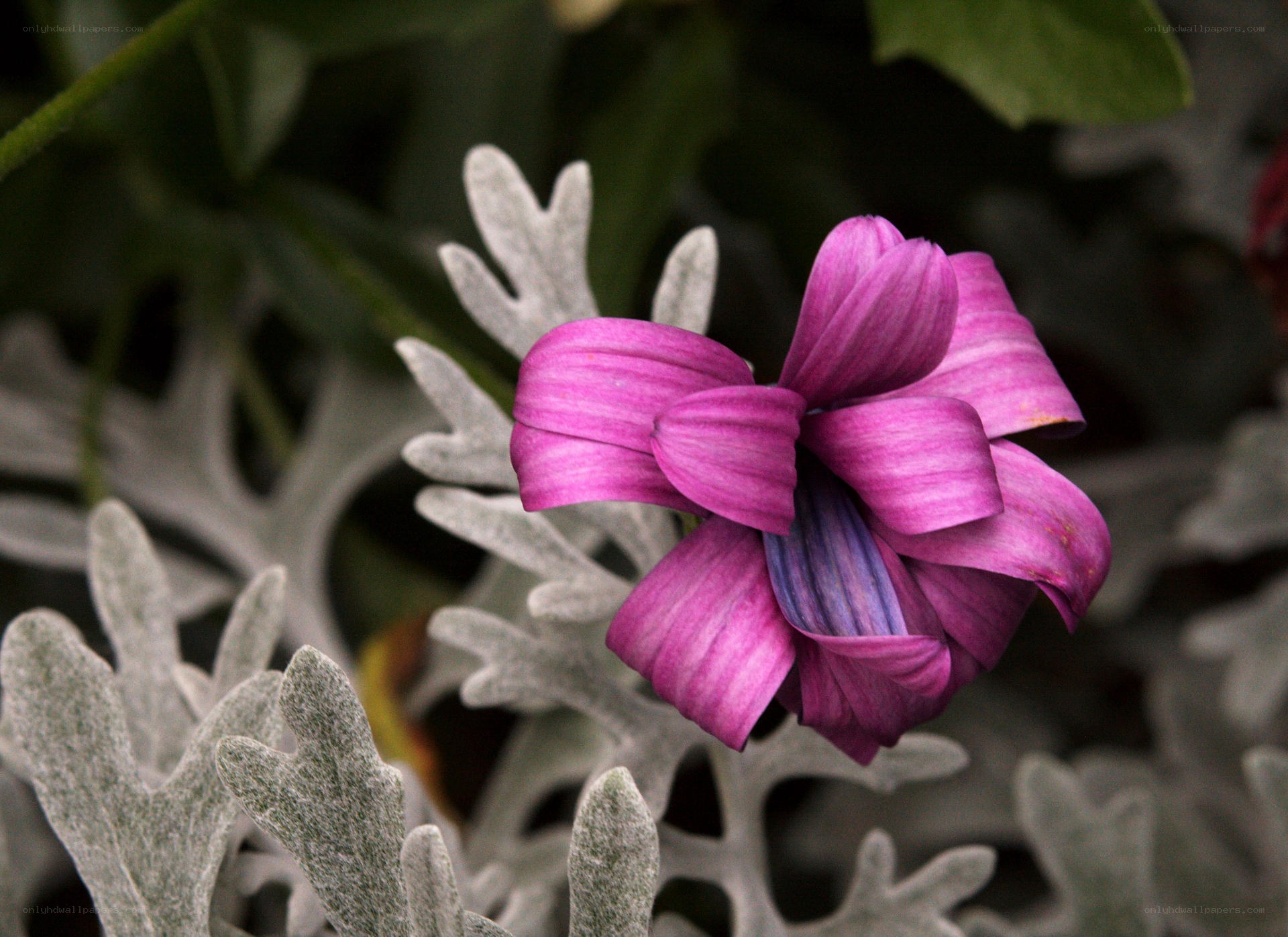 Purple flower with silver leaves