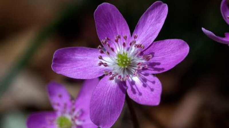 Purple Flower with Six Petals