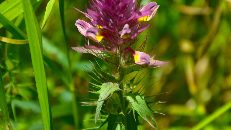 purple flower with spiky leaves