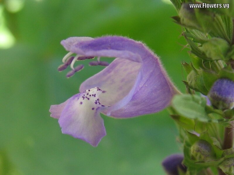 purple flower with spotted throat