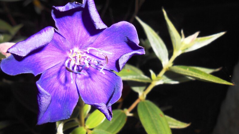 Purple Flower with Stamen — Dramatic