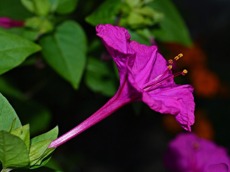 Purple Flower with Stamen — Magenta