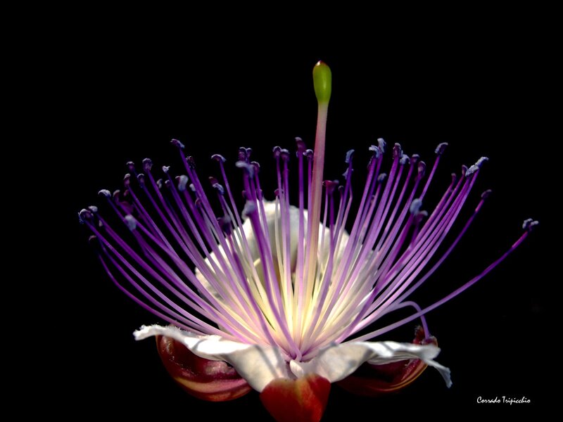 purple flower with stamen