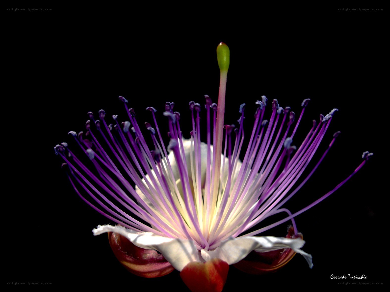 purple flower with stamen