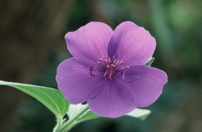 Purple Flower with Stamens — Calm, Photograph