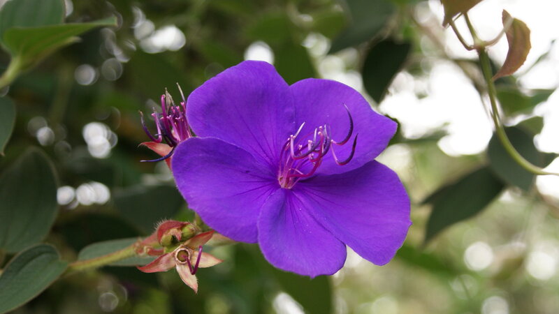 Purple Flower with Stamens — Calm