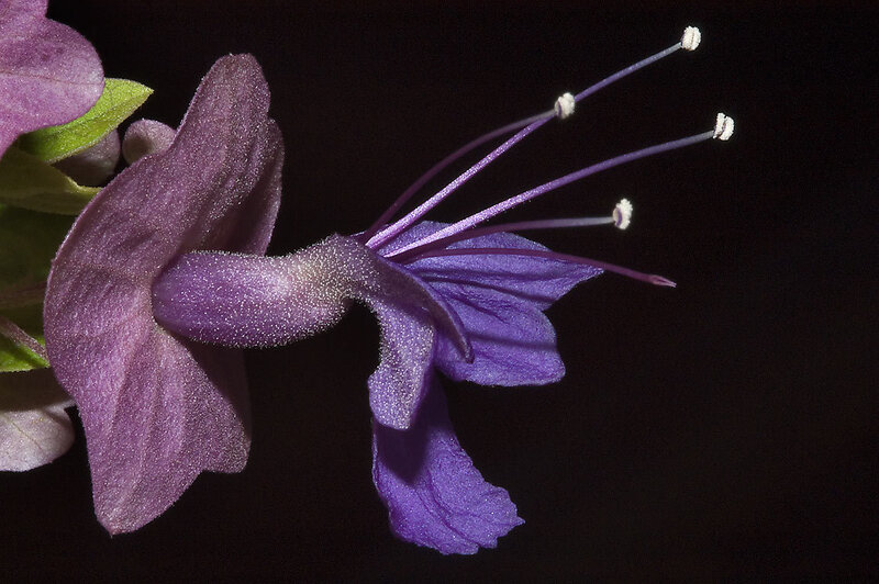 Purple Flower with Stamens — Dramatic